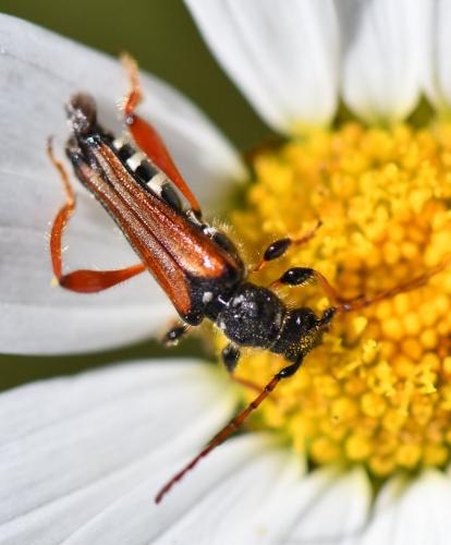 Réf. 258 732 : Stenopterus rufus